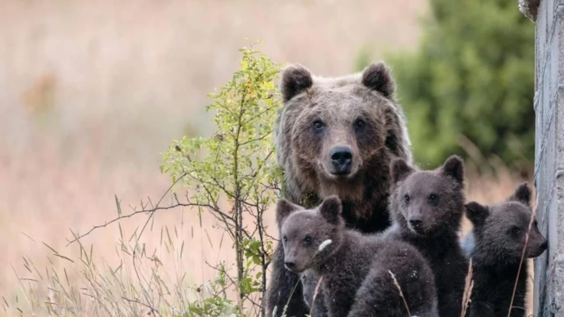 Ritrovati e messi in salvo i cuccioli dell’Orsa Amarena. La Procura di Avezzano apre un fascicolo nei confronti del 56enne colpevole dell’uccisione dell’orso.